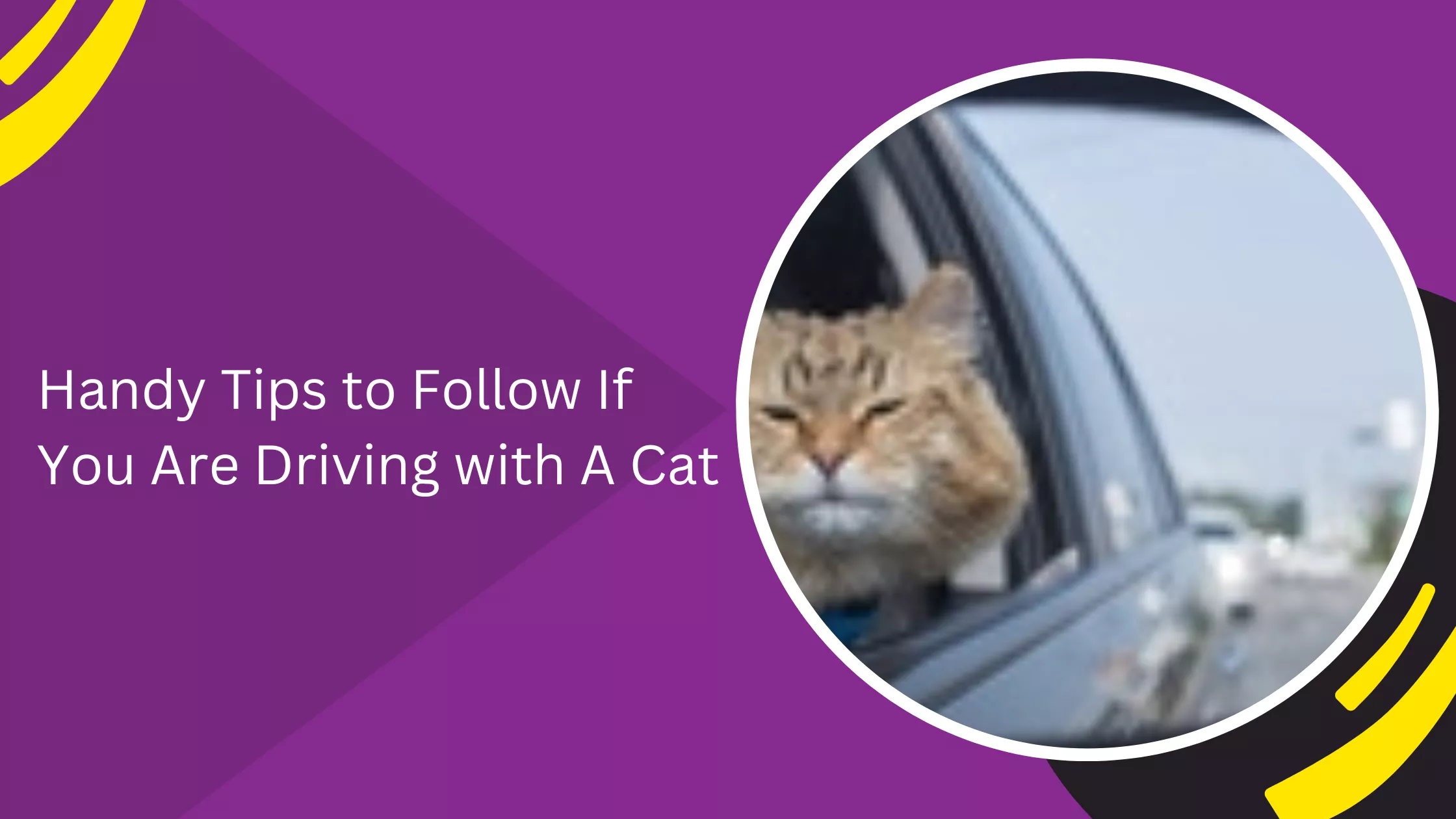 Handy Tips to Follow If You Are Driving with A Cat